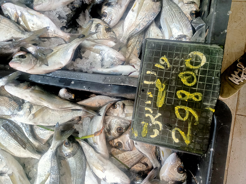 القيروان.. ارتفاع ملحوظ في أسعار الأسماك