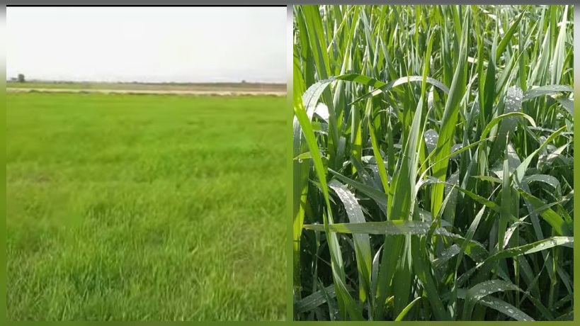  القيروان.. الفلاحون يستبشرون بنزول الأمطار