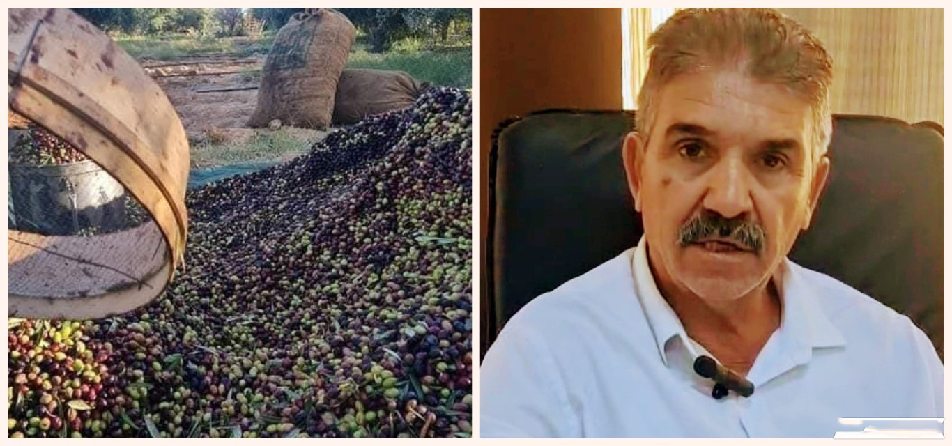 القيروان.. تقدّم جني الزيتون بنسبة 45% ومؤشرات لصابة قياسية