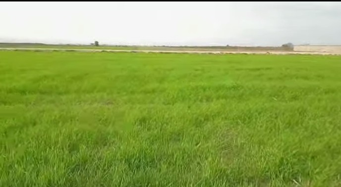  رئيس الاتحاد الجهوي للفلاحة بالقيروان لـ"الصباح نيوز": نقص الأمونيتر يهدد مردودية الزراعات الكبرى