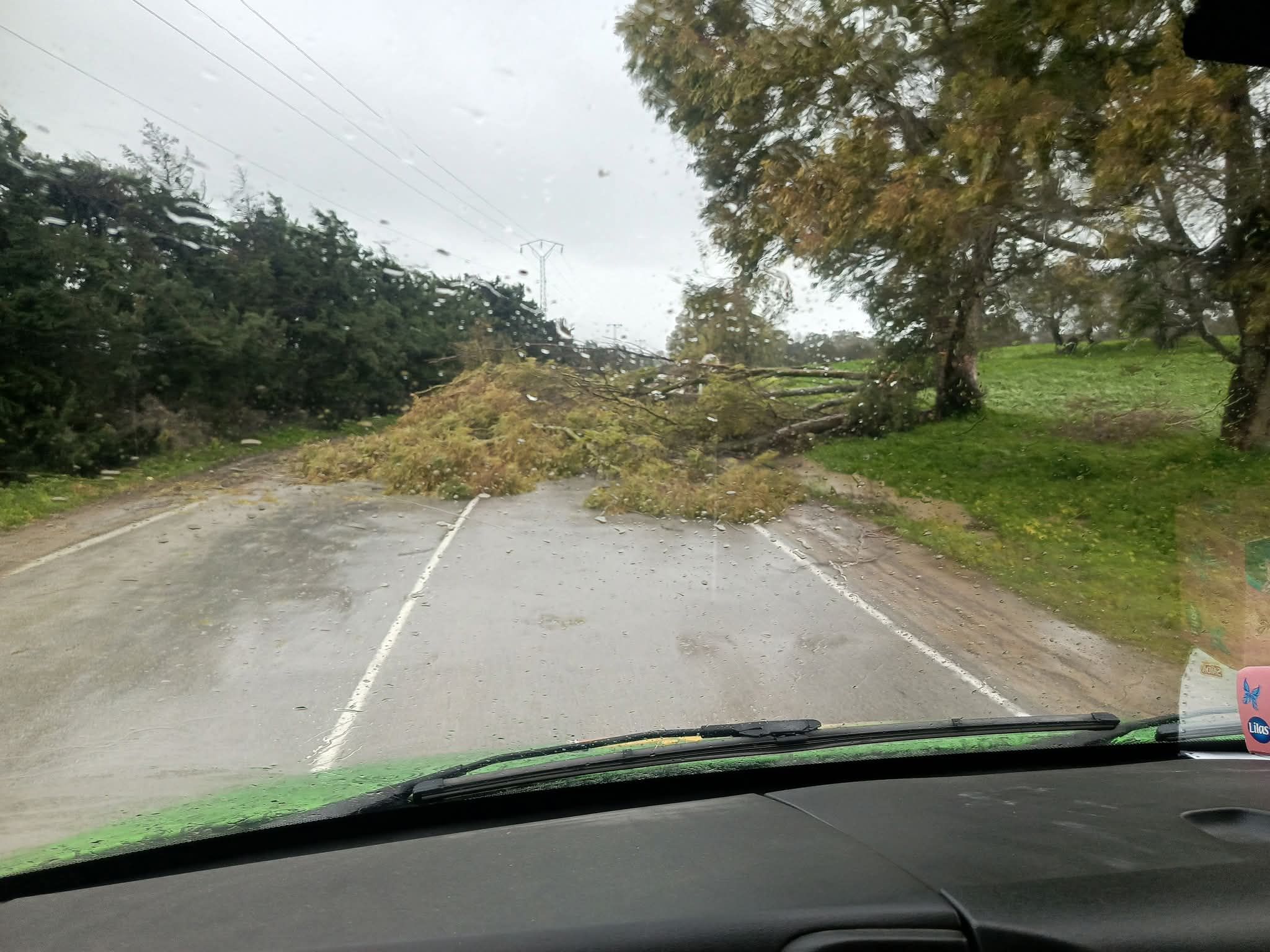 بنزرت.. الرياح القوية تسقط الأشجار على الطرقات (صور)