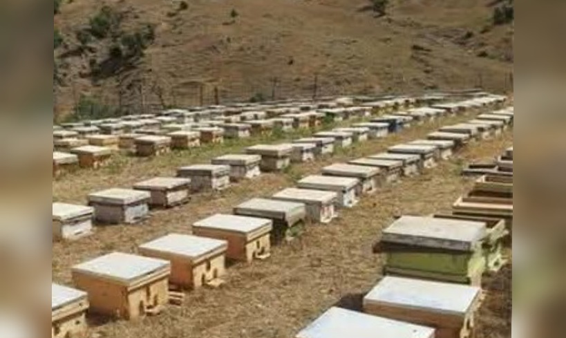 القيروان..دعوة لمربي النحل لاتخاذ الاحتياطات اللازمة للحد من انعكاسات هبوب الرياح القوية