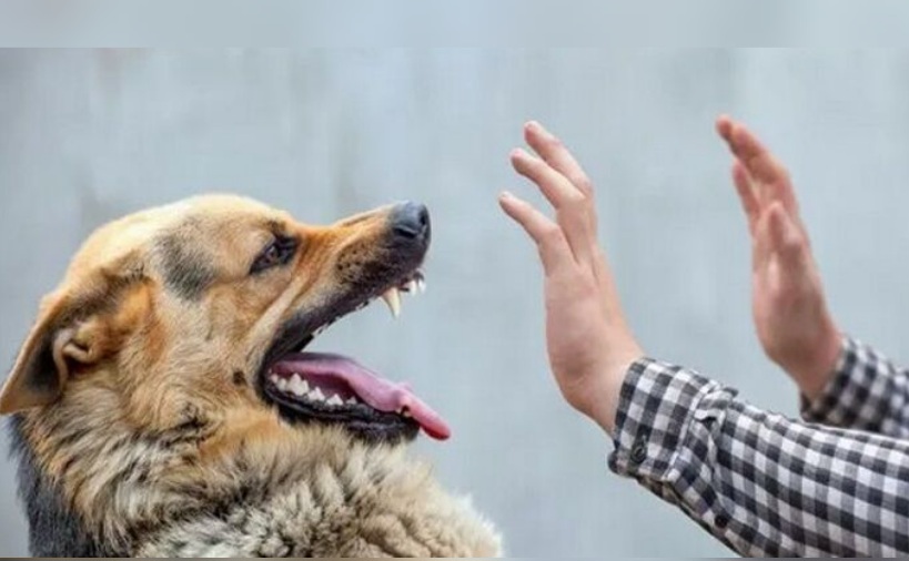  مع ارتفاع حالات التعرّض لعضّات وخدوش الحيوانات.. إجراءات بسيطة للوقاية من داء الكلب