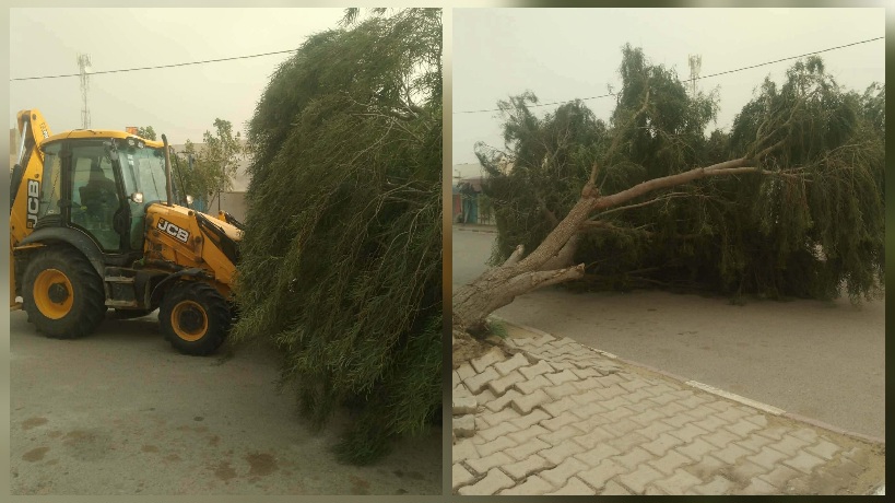 مدنين.. سقوط أشجار واعمدة كهربائية بسبب الرياح القوية 
