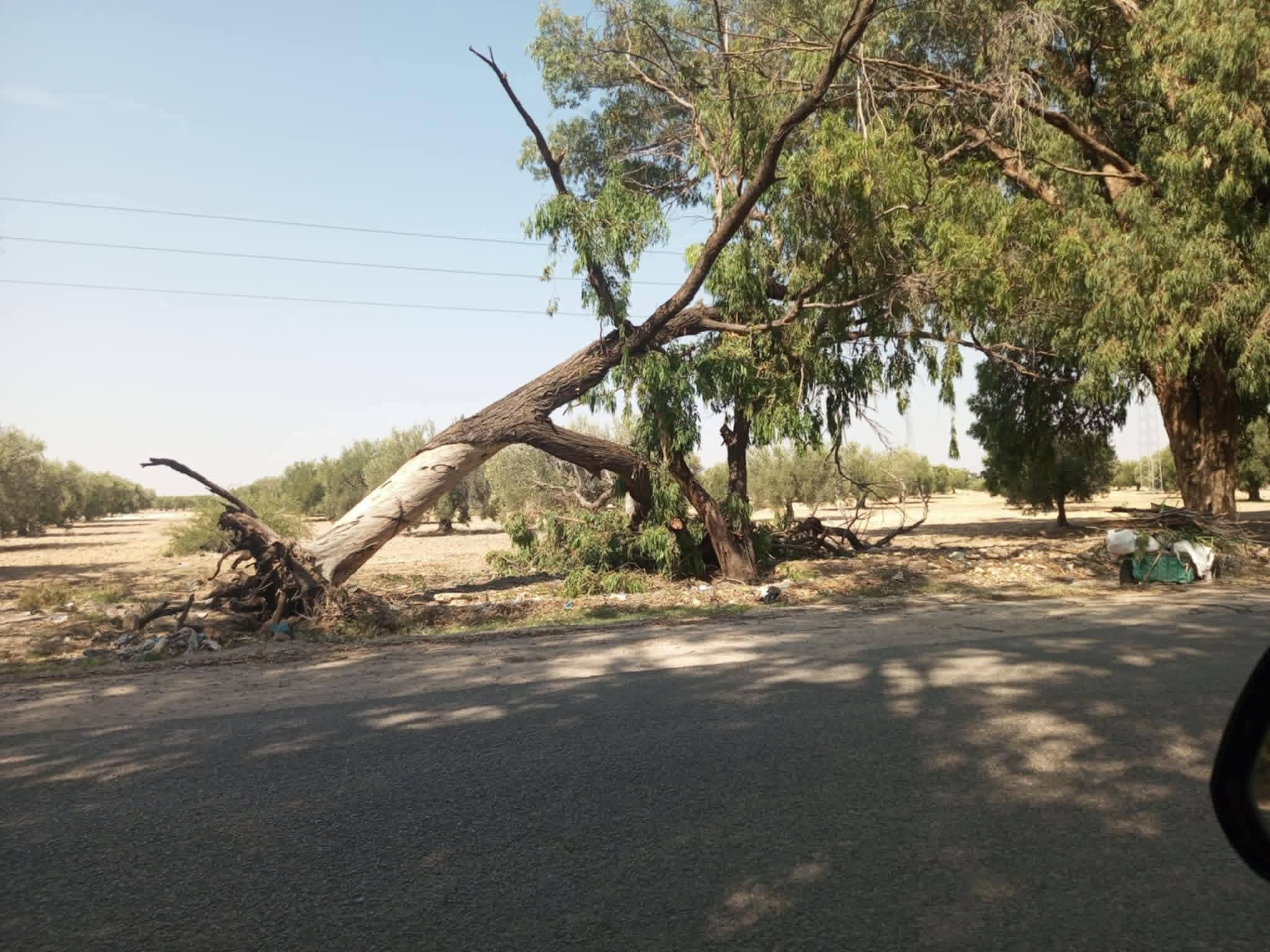 عين جلولة.. الرياح العاتية تسقط أشجارا وتتسبب في انقطاع الكهرباء بعدة مناطق