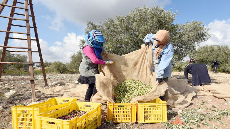 تراوح بين 60 و70 %..   تأخر في نسق تجميع الزيتون قد يؤثر على صابة الموسم القادم