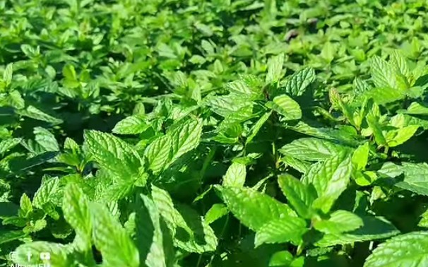 السبيخة.. النعناع يتحول من نبتة عطرية إلى مورد رزق رئيسي