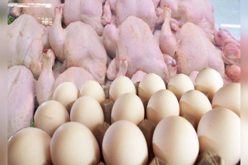 مختصة في سلامة الأغذية: غسل الدجاج والبيض يتسبب في انتشار بكتيريا السالمونيلا الخطيرة 