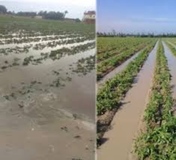   بعد تضرر الخضروات جراء الأمطار..   نقابة الفلاحين ببنزرت تطالب بتفعيل صندوق الجوائح