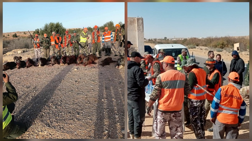 مدنين.. قنص 13 خنزيرا وحشيا من الحجم الكبير بمنطقة حسي 