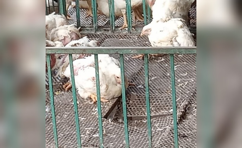 القيروان.. دعوة إلى تسوية وضعيات مربي وبائعي دجاج اللحم