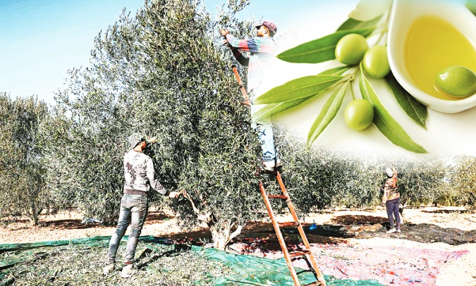 رئيس النقابة التونسية للفلاحين لـ«الصباح»:   عدم احترام تسعيرة «الباز».. وتأخر الجني ألحق أضرارا بأشجار الزيتون