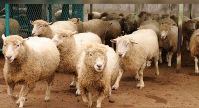  العلا..نفوق 40 رأس غنم إثر خطأ في وصفة طبية