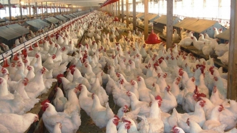 بعد ارتفاع أسعارها.. التجارة تفتح تحقيقا في شبهات مضاربة واحتكار في قطاع الدواجن وتُحدّد الأسعار القصوى للبيع