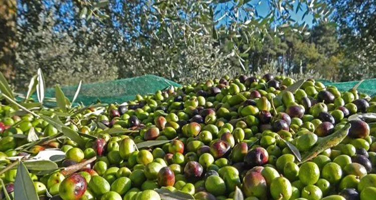 مدنين.. اختتام موسم جني الزيتون مدنين.. اختتام موسم جني الزيتون