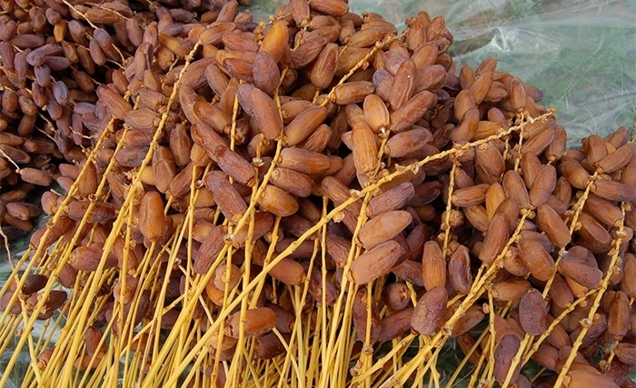 التمور التونسية تحقق ارقاما قياسية.. 404 ألف طن إنتاجا و650 مليون دينار عائدات تصديرية