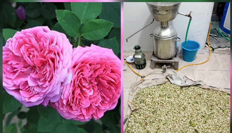 القيروان.. مهن موسمية تنتعش مع انطلاق موسم الزهر والورود العطرية