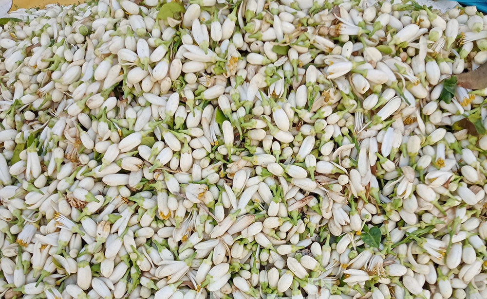 🔴روائح الزهر تعطّر القيروان