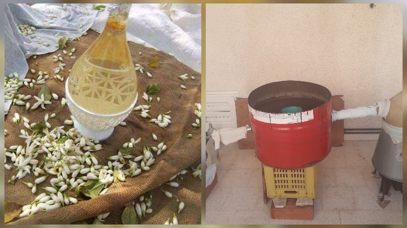  نابل.. انطلاق موسم جني وتقطير الزهر