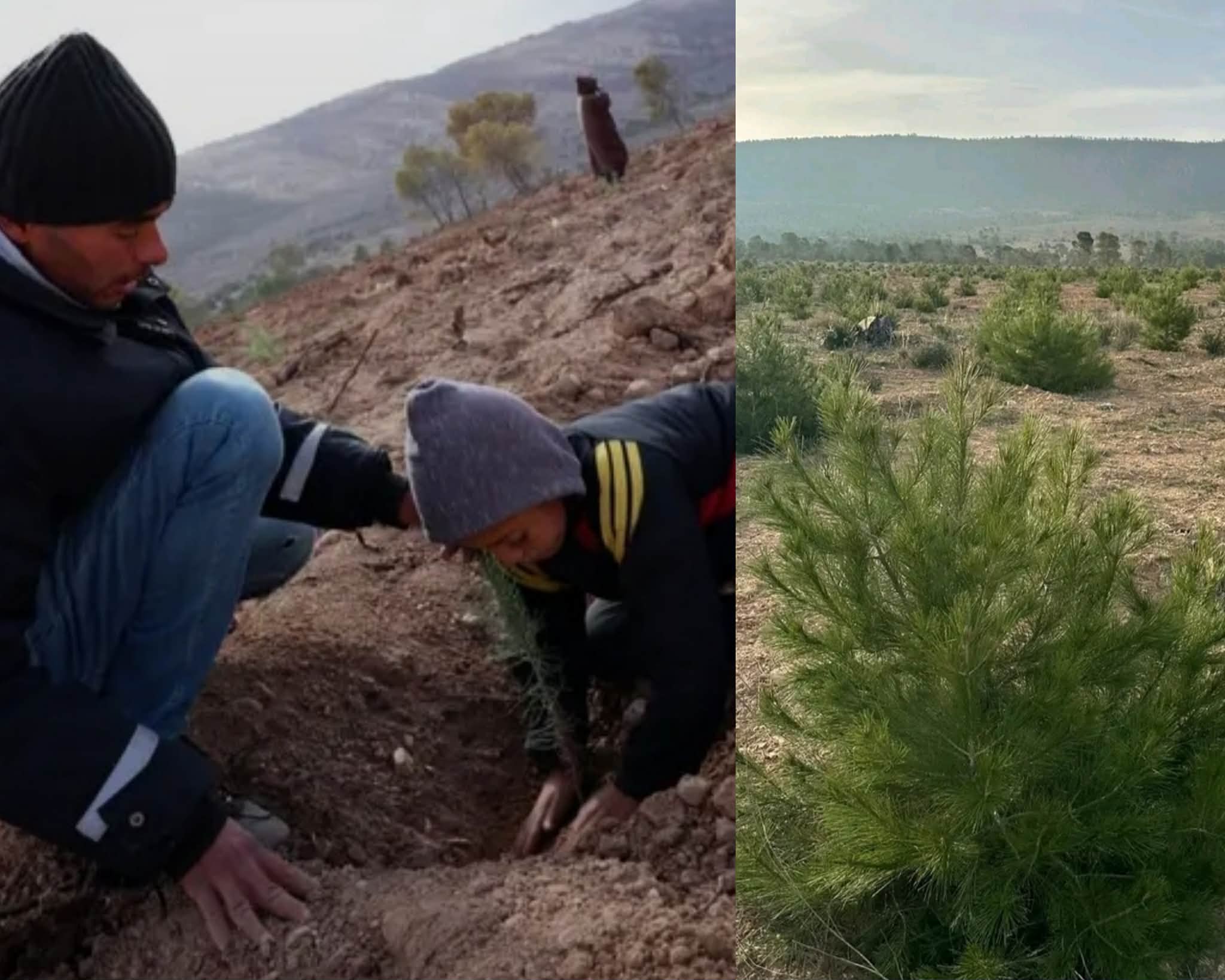  على أمل تعميمها على جبال القصرين.. "جرارات الحياة" تنجح في إعادة النبض لمساحات محترقة بسمامة