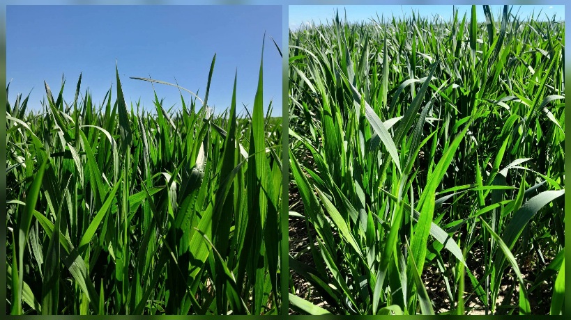 أمطار مارس الهادئة تنعش الزراعات الكبرى وتبشر بصابة واعدة