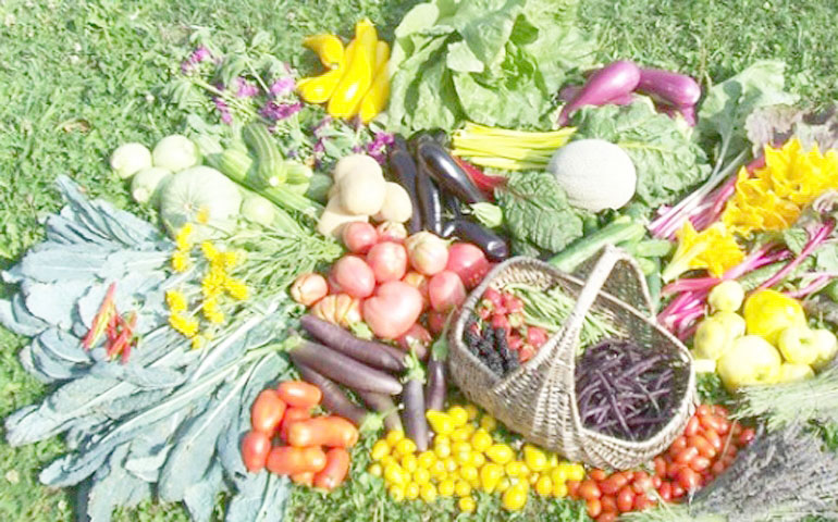 بعد حصول بلادنا على المرتبة الأولى عالميا في زيت الزيتون البيولوجي..   تحديات أمام الفلاحة البيولوجية وتوجهات استراتيجية لدعمها