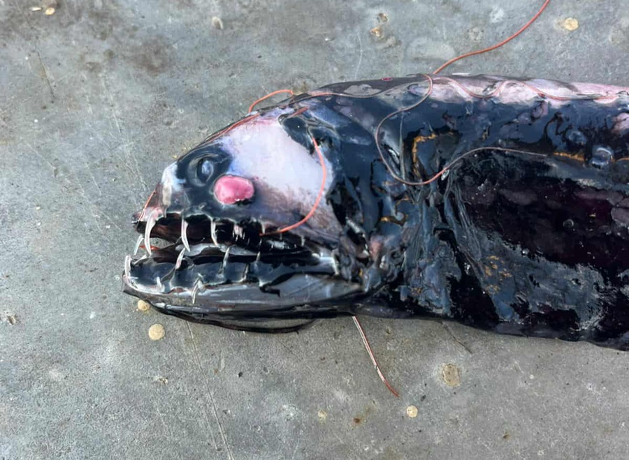 بنزرت.. شاب يعثر على نوع نادر من الأسماك