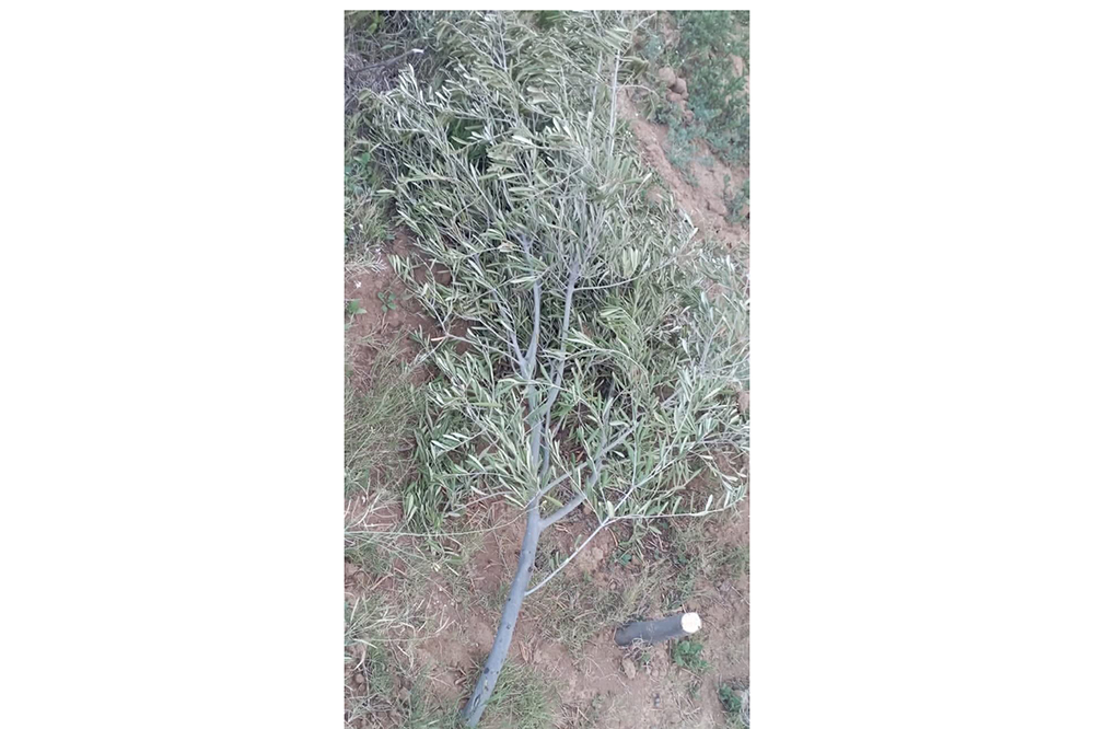 القيروان.. قطع 48 شجرة زيتون  في اعتداء على ضيعة فلاحية
