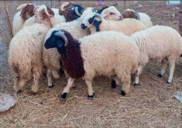 بوحجلة..سرقة قطيع أغنام من فلاح وتحرك أمني على إثر شكاية ضد مجهول