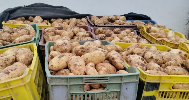 بعد رصد إصابات بمرض الميلديو بحقول البطاطا.. وزارة الفلاحة تدعو الفلاحين إلى اليقظة