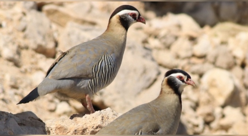  دعوات لحماية طائر الحجل خلال فترة تكاثره