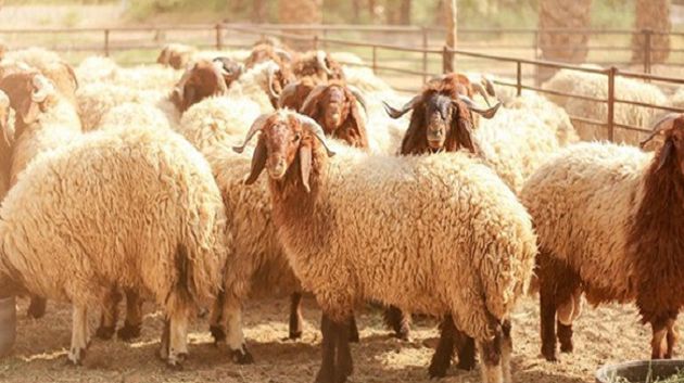 شركة اللحوم تعلن عن استشارة لتوفير 3000 أضحية لعيد الأضحى 2026