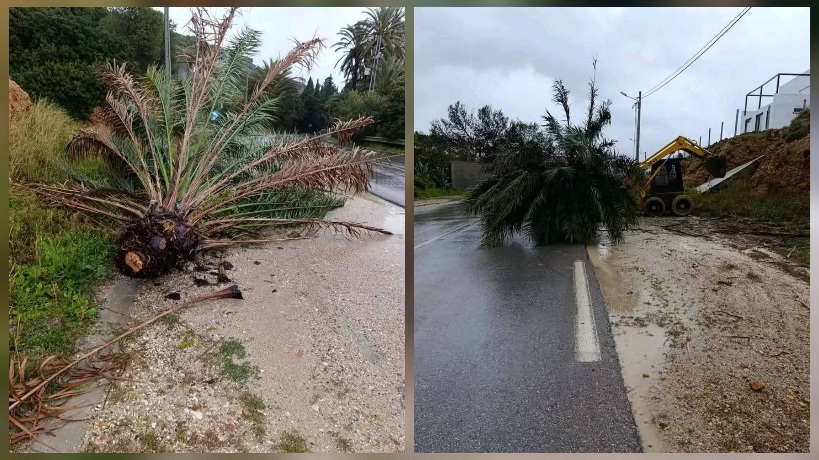  غار الملح.. رياح قوية تتسبب في سقوط أشجار