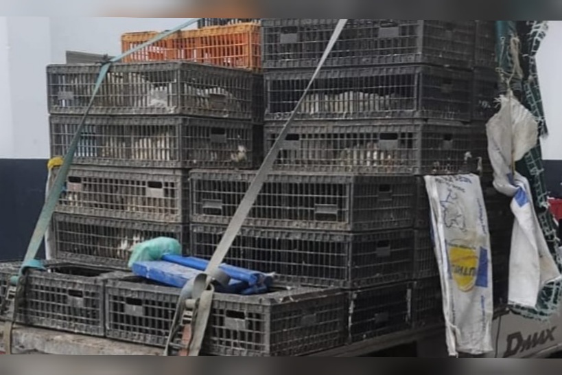 منوبة..880 كغ من لحم الدجاج الحي في قبضة المراقبة الاقتصادية