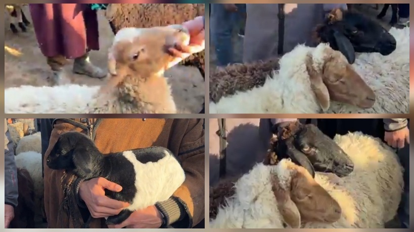 سوق الدواب بالجديدة.. نقص في عرض الأغنام وارتفاع في الأسعار