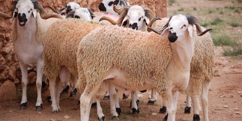 وزير التجارة : شرعنا في إجراءات توريد أضاح وتوفير 3000 رأس على المستوى المحلي