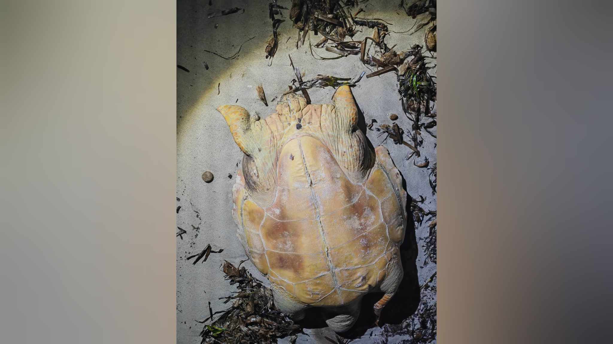 نفوق سلحفاة بالساحل الشمالي الشرقي لشبه جزيرة جرجيس 