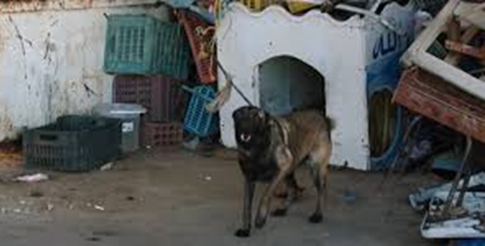 المنستير.. النيابة العمومية بالجهة تأذن بتسليم كلب محتجز إلى إحدى الجمعيات