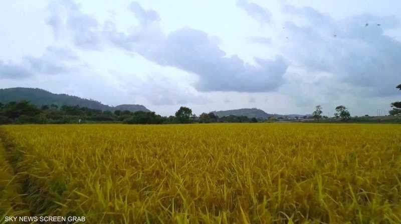  هيئات دولية تُحذّر من تزايد انعدام الأمن الغذائي بسبب الحرب