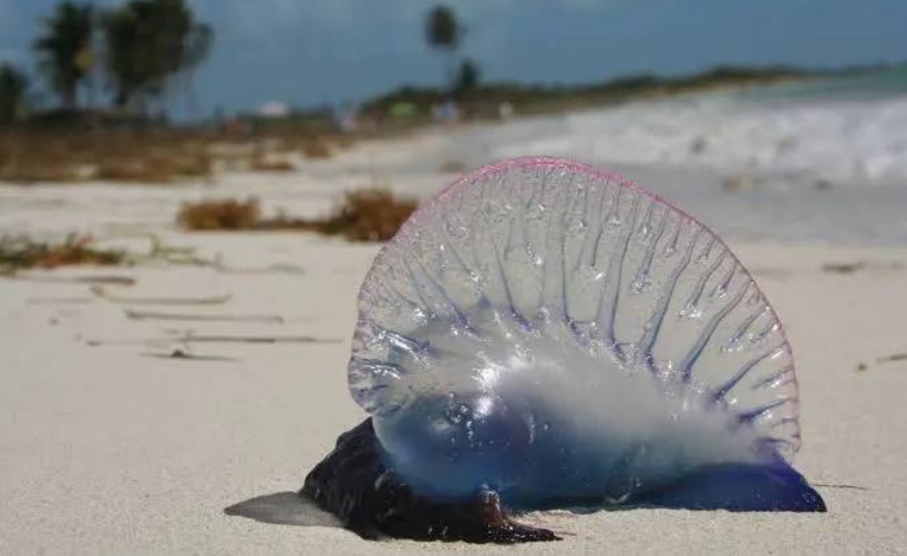  "رجل الحرب البرتغالي" يصل الى شواطئ بنزرت