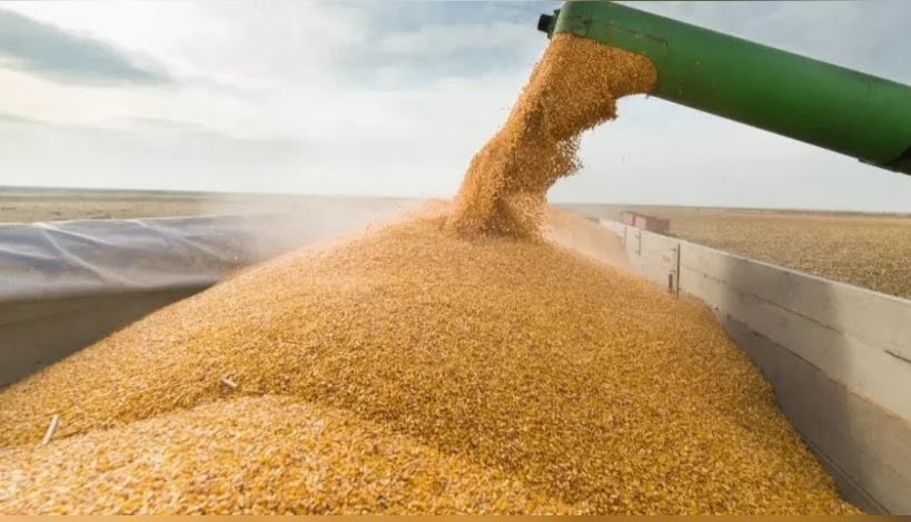 ديوان الأعلاف يحدد أسعار وإجراءات بيع الذرة العلفية المعبأة في أكياس