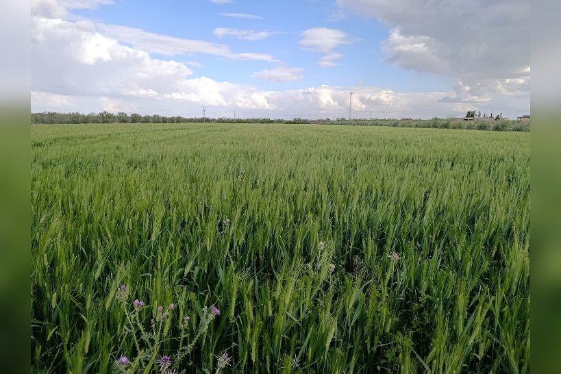 القيروان.. أمطار الخير تنعش الآمال وتبشر بموسم فلاحي واعد