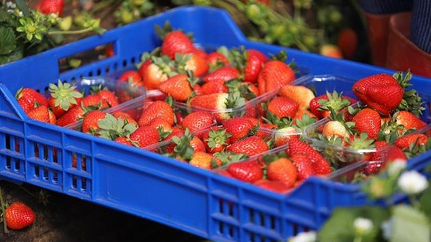  بخصوص ما يُتداول حول عدم سلامة الفراولة بالأسواق.. وزارة الصحة تنفي وتوضح