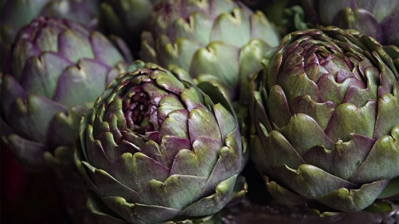 منوبة.. يوم مفتوح حول "القنارية" وعلاقتها بالتغيرات المناخية