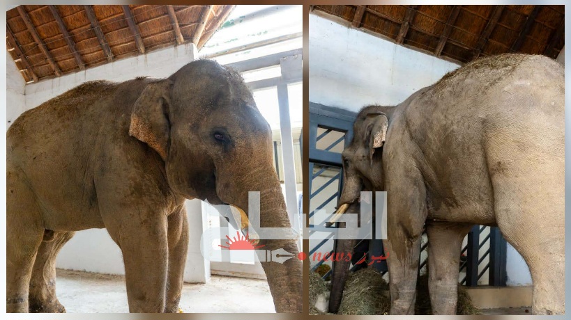 منتزه "فريقيا" يستقبل فيليْن من بولونيا 