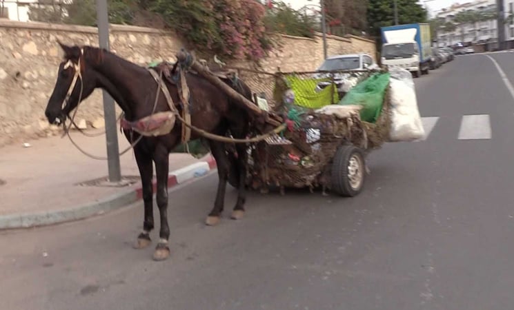 القيروان..البلدية تقرر إجراءات للحد من جولان العربات المجرورة بالدواب داخل المدينة