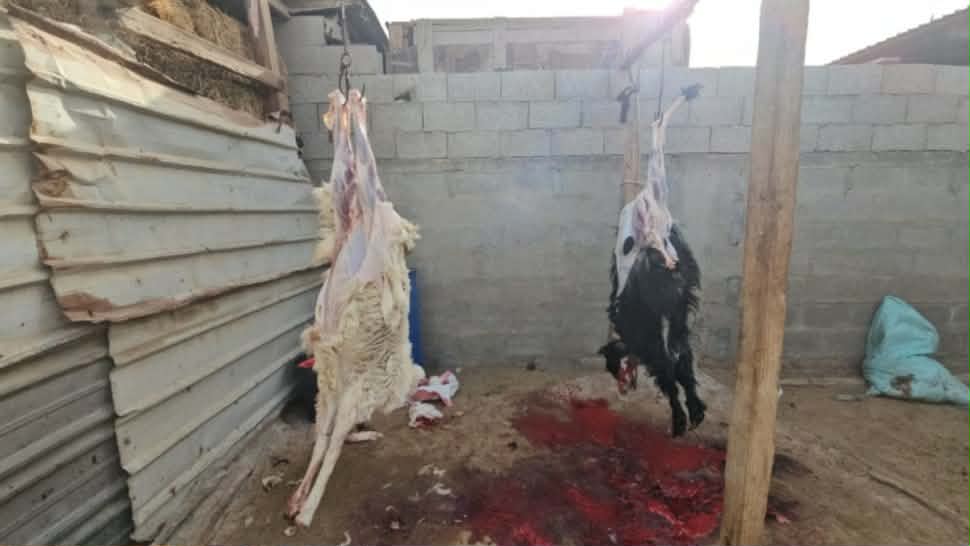 سوسة.. جلسة عمل للتصدّي للذّبح العشوائي 