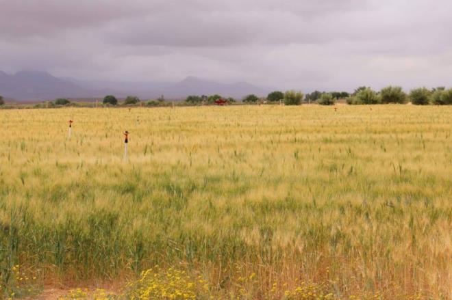  لتمويل قروض موسمية لفائدة صغار الفلاحين بقيمة 10 مليون دينار.. ابرام عقد اهداف بين وزارة الفلاحة والبنك التونسي للتضامن 