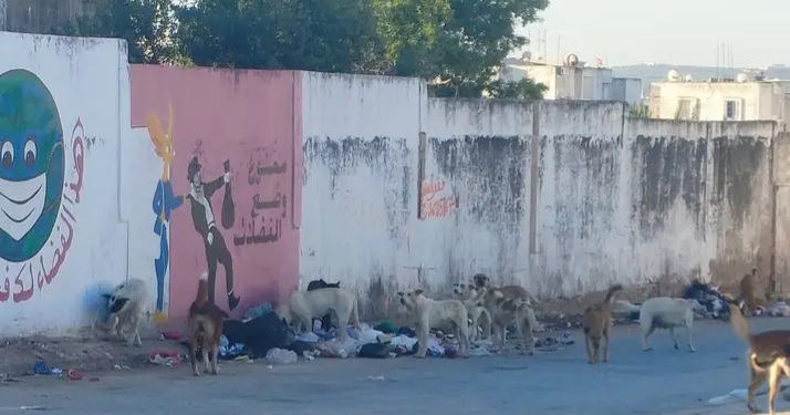 وادي الليل/منوبة.. الكلاب السائبة مصدر تهديد وإزعاج