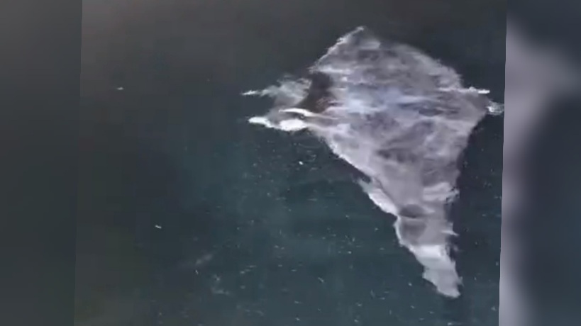 غار الملح.. ظهور نادر لسمكة شيطان البحر